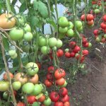 Tomato Donskoy f1 description and characteristics of the variety with photos