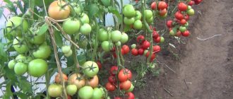 Tomato Donskoy f1 description and characteristics of the variety with photos