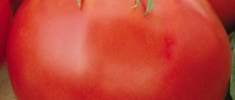 tomato gin tst reviews