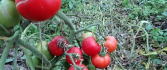 томат грунтовый грибовский в огороде