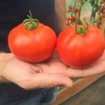 tomato Lyrica
