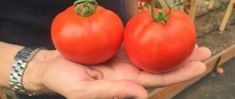 tomato Lyrica