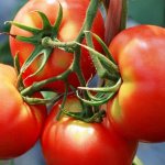 Tomato Gardener