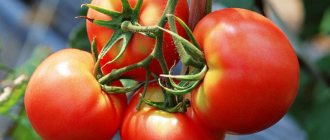 Tomato Gardener