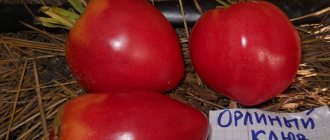 томат орлиный клюв