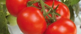 томат поливы