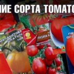 Томат Помисолька: описание и характеристика сорта, урожайность с фото