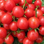 Tomato Windrose: characteristics and description of the variety, reviews