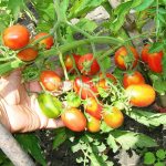 Томат Сахарная слива красная: фото и отзывы об урожайности помидоров, характеристика и описание сорта
