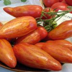 tomato sherkhan