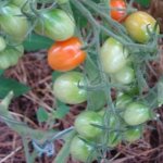 Sweet tomato characteristics and description of the variety reviews