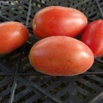 томат сорта мохнатый шмель