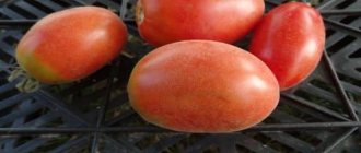 томат сорта мохнатый шмель