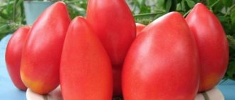 томат Супермодель Особенности выращивания и ухода