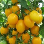 Tomato Talisman description and characteristics of the variety, cultivation and yield with photos