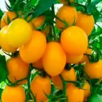 Томат Желтые Гребешки — описание сорта, урожайность, фото и отзывы садоводов