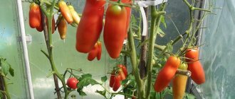 Tomato female happiness characteristics and description of the variety
