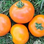 Томат Золотая андромеда F1: характеристика и описание сорта, отзывы об урожайности и фото желтых помидоров