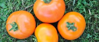 Tomato Golden Andromeda F1: characteristics and description of the variety, reviews of yield and photos of yellow tomatoes