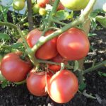 томаты малиновое чудо