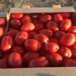 томаты в ящике