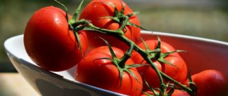 Удобрения с кальцием для помидоров: признаки нехватки правила подкормки
