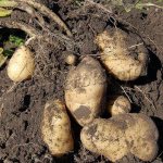 Урожайность картофеля Гулливер 350-450 ц/га