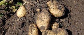 Урожайность картофеля Гулливер 350-450 ц/га