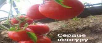 урожайность томата