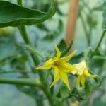 Find out how to feed tomatoes during flowering, and the harvest will be bountiful!