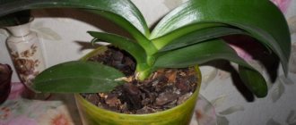 Pine bark is used as a substrate. It can be replaced by other materials - sphagnum moss, fern roots, expanded clay, special artificial gel, mineral wool, etc. Whatever the filler, the orchid needs additional nutrition. 