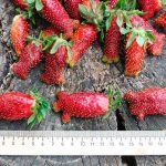 During the first fruiting period of the season, each berry can reach 6 cm in length and weigh 20-25 grams