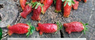 В период первого плодоношения в сезоне, каждая ягодка может достигать 6 см в длину при массе в 20-25 граммов