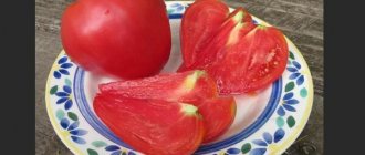 вельможа томат описание