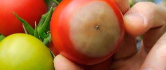 Blossom rot on tomatoes