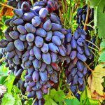 Grapes in Memory of Negrul