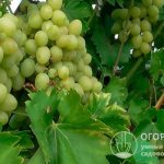 Виноград «Тимур» (на фото) садоводы высоко ценят за эффектные вкусные ягоды и очень ранние сроки созревания