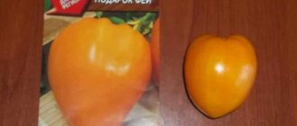 'Вкусный и устойчивый сорт с повышенным содержанием бета-каротина - томат "Подарок феи": отзывы и фото урожая' width="800