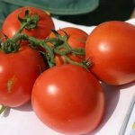 appearance of tomato Vostok