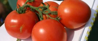 appearance of tomato Vostok