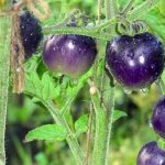 &#39;You won&#39;t believe your eyes when you see it - Blue Bunch tomato f1