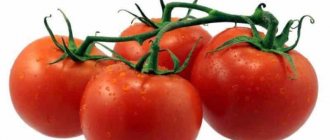 'Выращиваем богатый урожай ультраранних томатов "Солероссо