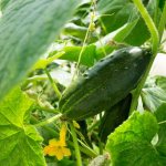 Growing cucumber Vyatsky f1