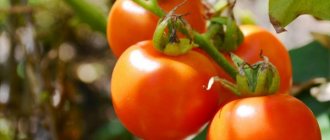 Growing tomato Bogata Khata