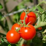 Growing tomato Energy