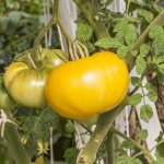 Выращивание томата Гигант лимонный