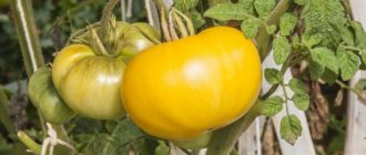 Выращивание томата Гигант лимонный