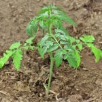 Выращивание томата Малиновый звон
