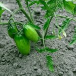 Выращивание томата Ниагара