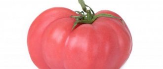 Выращивание томата Вождь краснокожих